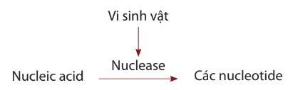 Lý thuyết Sinh 10 Bài 24: Quá trình tổng hợp và phân giải ở vi sinh vật - Chân trời sáng tạo