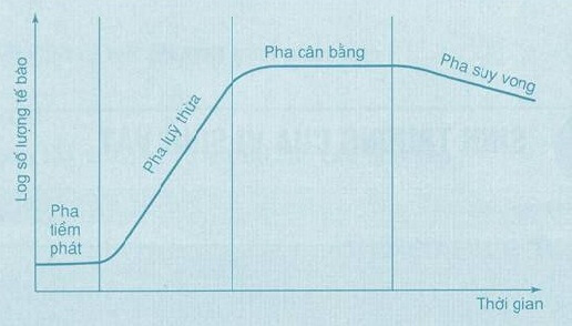 Lý thuyết Sinh 10 Bài 25: Sinh trưởng và sinh sản ở vi sinh vật - Chân trời sáng tạo