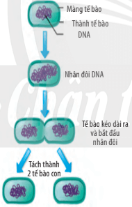 Lý thuyết Sinh 10 Bài 25: Sinh trưởng và sinh sản ở vi sinh vật - Chân trời sáng tạo