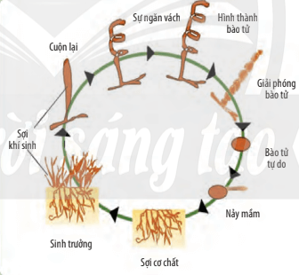 Lý thuyết Sinh 10 Bài 25: Sinh trưởng và sinh sản ở vi sinh vật - Chân trời sáng tạo