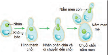 Lý thuyết Sinh 10 Bài 25: Sinh trưởng và sinh sản ở vi sinh vật - Chân trời sáng tạo