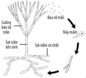 Lý thuyết Sinh 10 Bài 25: Sinh trưởng và sinh sản ở vi sinh vật - Chân trời sáng tạo