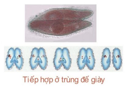 Lý thuyết Sinh 10 Bài 25: Sinh trưởng và sinh sản ở vi sinh vật - Chân trời sáng tạo