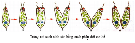 Lý thuyết Sinh 10 Bài 25: Sinh trưởng và sinh sản ở vi sinh vật - Chân trời sáng tạo