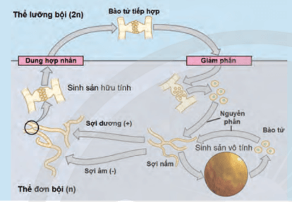 Lý thuyết Sinh 10 Bài 25: Sinh trưởng và sinh sản ở vi sinh vật - Chân trời sáng tạo