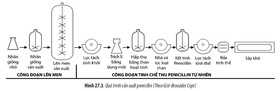 Lý thuyết Sinh 10 Bài 27: Ứng dụng vi sinh vật trong thực tiễn - Chân trời sáng tạo