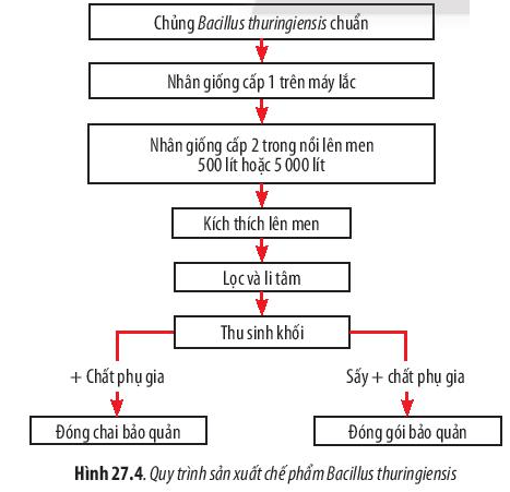 Lý thuyết Sinh 10 Bài 27: Ứng dụng vi sinh vật trong thực tiễn - Chân trời sáng tạo