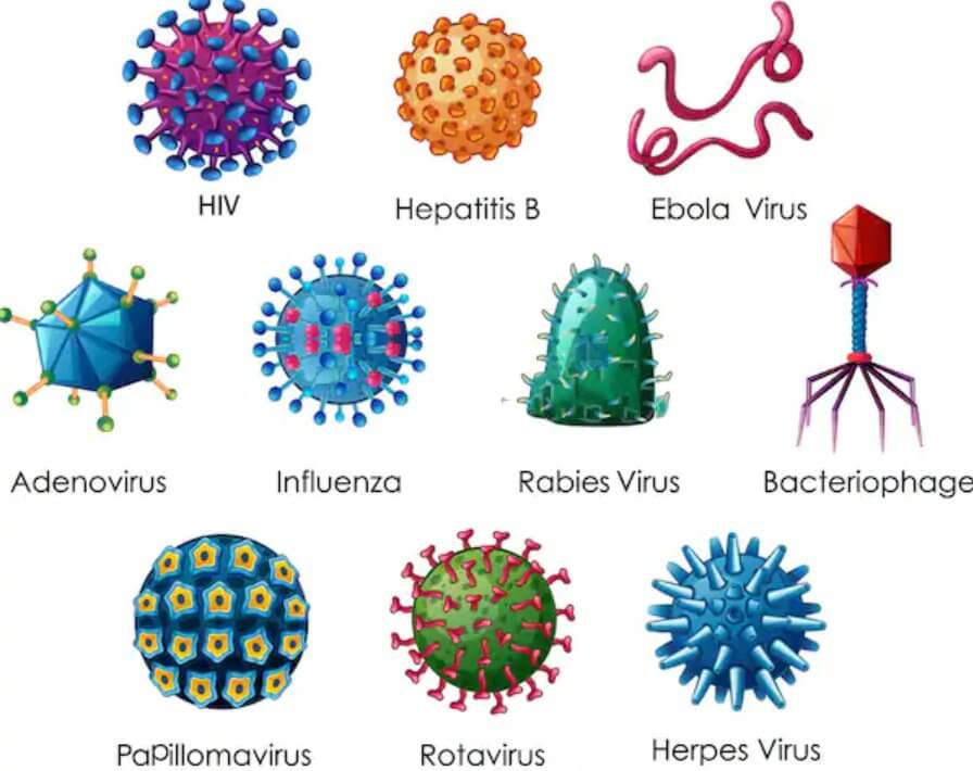 Lý thuyết Sinh 10 Bài 29: Virus - Chân trời sáng tạo