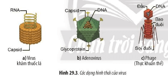 Lý thuyết Sinh 10 Bài 29: Virus - Chân trời sáng tạo