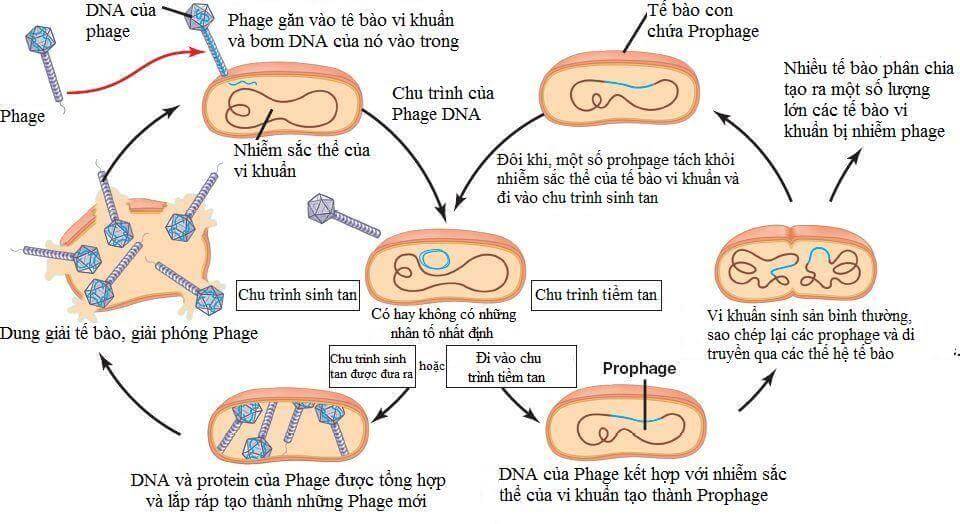 Lý thuyết Sinh 10 Bài 29: Virus - Chân trời sáng tạo