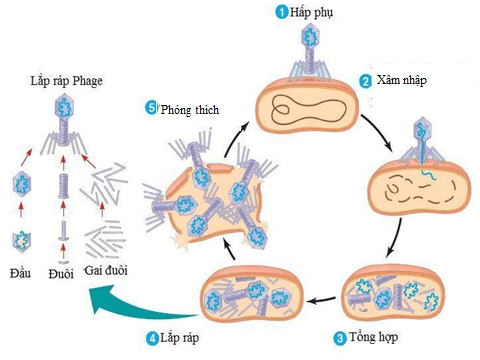 Lý thuyết Sinh 10 Bài 29: Virus - Chân trời sáng tạo