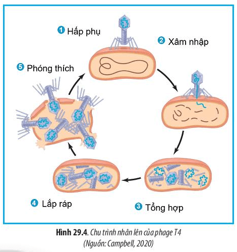 Lý thuyết Sinh 10 Bài 29: Virus - Chân trời sáng tạo