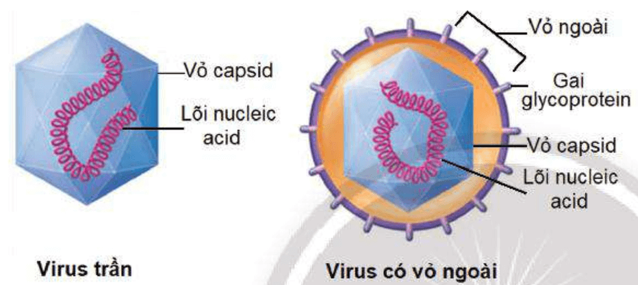 Lý thuyết Sinh 10 Bài 29: Virus - Chân trời sáng tạo