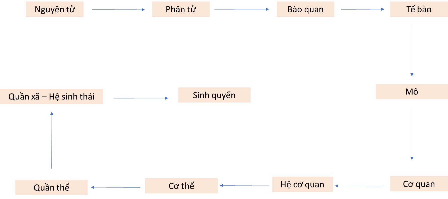 Lý thuyết Sinh 10 Bài 3: Các cấp độ tổ chức của thế giới sống - Chân trời sáng tạo