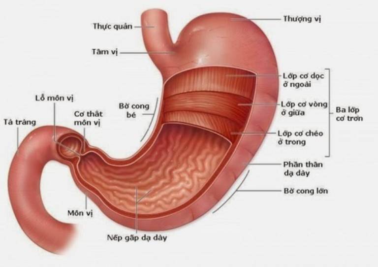 Lý thuyết Sinh 10 Bài 3: Các cấp độ tổ chức của thế giới sống - Chân trời sáng tạo