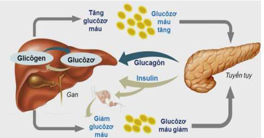 Lý thuyết Sinh 10 Bài 3: Các cấp độ tổ chức của thế giới sống - Chân trời sáng tạo