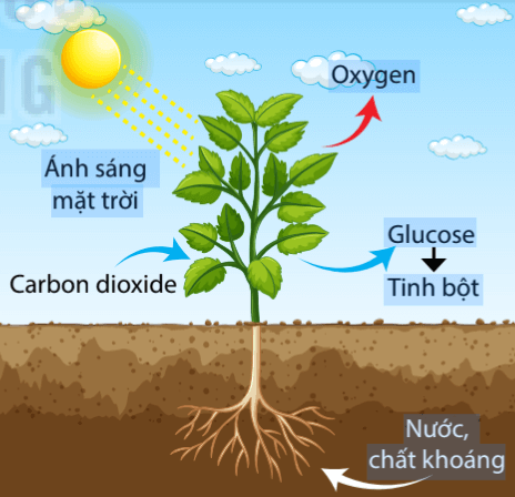 Lý thuyết Sinh 10 Bài 3: Các cấp độ tổ chức của thế giới sống - Chân trời sáng tạo