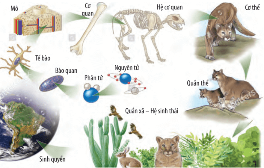 Lý thuyết Sinh 10 Bài 3: Các cấp độ tổ chức của thế giới sống - Chân trời sáng tạo