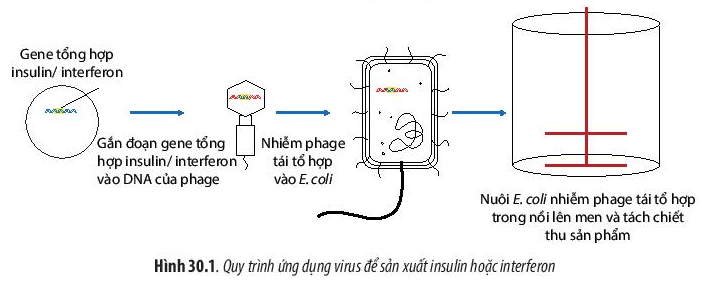 Lý thuyết Sinh 10 Bài 30: Ứng dụng của virus trong y học và thực tiễn - Chân trời sáng tạo