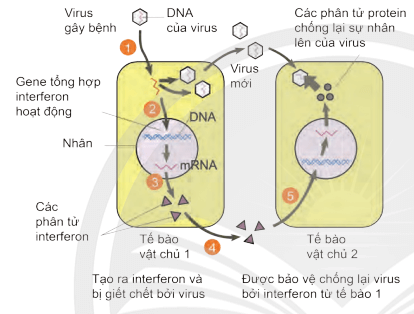 Lý thuyết Sinh 10 Bài 30: Ứng dụng của virus trong y học và thực tiễn - Chân trời sáng tạo