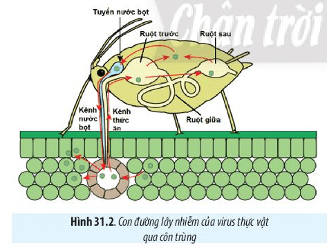 Lý thuyết Sinh 10 Bài 31: Virus gây bệnh - Chân trời sáng tạo