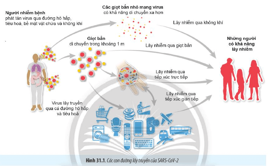 Lý thuyết Sinh 10 Bài 31: Virus gây bệnh - Chân trời sáng tạo