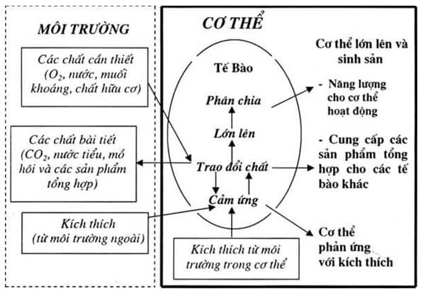 Lý thuyết Sinh 10 Bài 4: Khái quát về tế bào - Chân trời sáng tạo