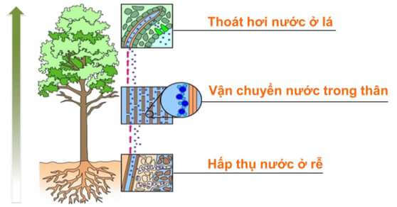 Lý thuyết Sinh 10 Bài 5: Các nguyên tố hóa học và nước - Chân trời sáng tạo