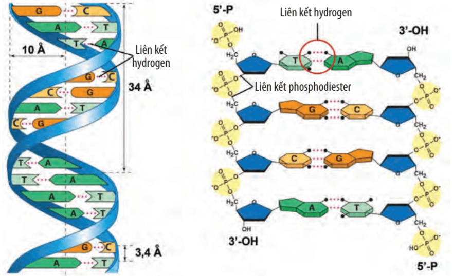Lý thuyết Sinh 10 Bài 6: Các phân tử sinh học trong tế bào - Chân trời sáng tạo