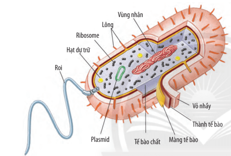 Lý thuyết Sinh 10 Bài 8: Tế bào nhân sơ - Chân trời sáng tạo