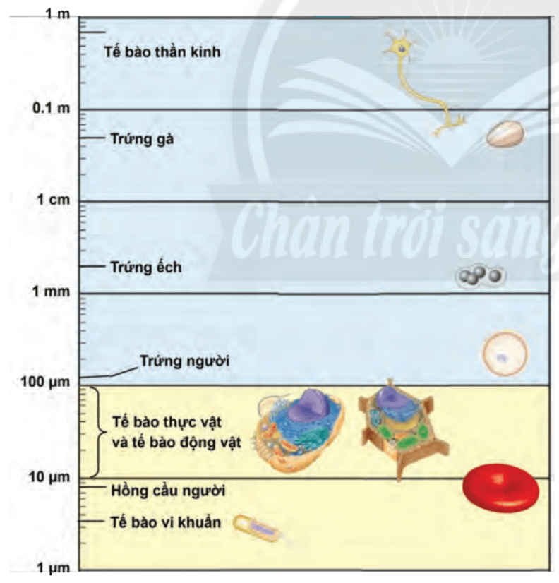 Lý thuyết Sinh 10 Bài 8: Tế bào nhân sơ - Chân trời sáng tạo