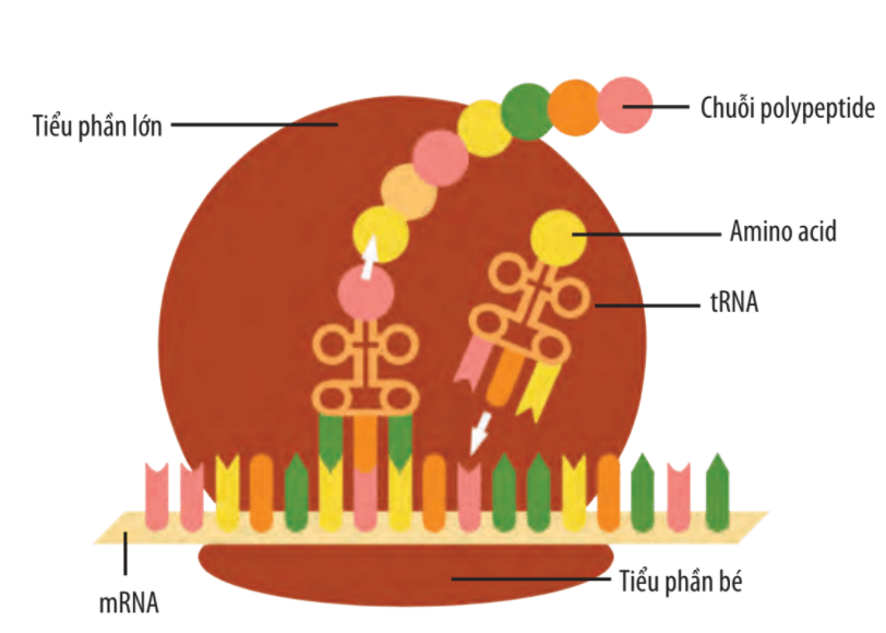 Lý thuyết Sinh 10 Bài 9: Tế bào nhân thực - Chân trời sáng tạo