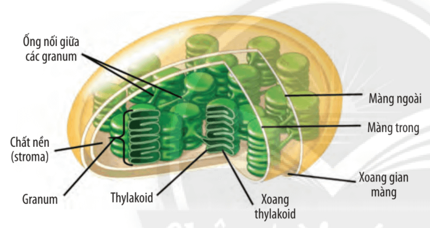 Lý thuyết Sinh 10 Bài 9: Tế bào nhân thực - Chân trời sáng tạo