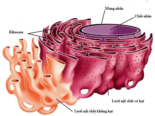 Lý thuyết Sinh 10 Bài 9: Tế bào nhân thực - Chân trời sáng tạo