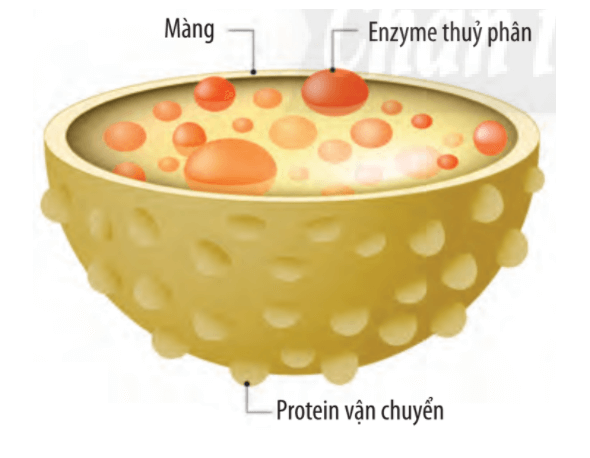 Lý thuyết Sinh 10 Bài 9: Tế bào nhân thực - Chân trời sáng tạo