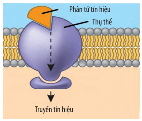 Lý thuyết Sinh 10 Bài 9: Tế bào nhân thực - Chân trời sáng tạo