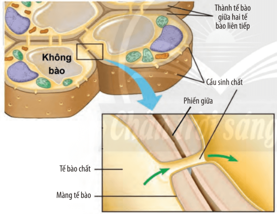 Lý thuyết Sinh 10 Bài 9: Tế bào nhân thực - Chân trời sáng tạo