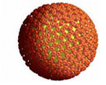 Sinh 10 Bài 26: Thực hành điều tra một số bệnh do virus và tuyên truyền phòng chống bệnh | Giải Sinh học 10 Kết nối tri thức (ảnh 1)