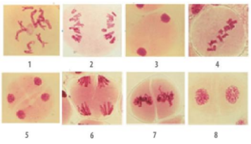 Hãy xếp các ảnh chụp các giai đoạn của giảm phân dưới kính hiển vi (ở hình bên) (ảnh 1)
