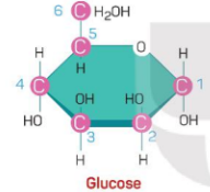 Tại sao cùng có chung công thức cấu tạo C<sub>6</sub>H<sub>12</sub>O<sub>6</sub> nhưng glucose và fructose (ảnh 1)