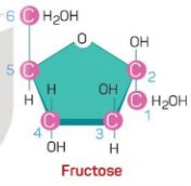 Tại sao cùng có chung công thức cấu tạo C<sub>6</sub>H<sub>12</sub>O<sub>6</sub> nhưng glucose và fructose (ảnh 1)