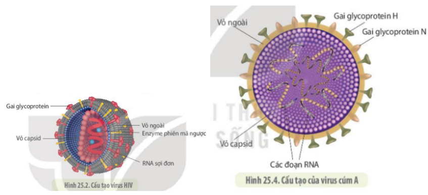 Quan sát hình 25.2 và hình 25.4, cho biết điểm giống và khác nhau giữa virus cúm và HIV (ảnh 1)