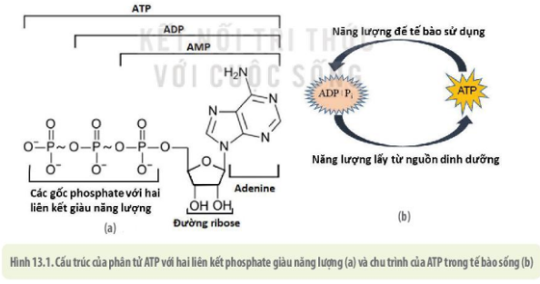 Quan sát hình 13.1, nêu cấu tạo và chức năng của ATP (ảnh 1)