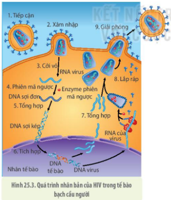 Dựa vào hình 25.3, hãy vẽ sơ đồ mô tả quá trình nhân lên của virus cúm (ảnh 1)
