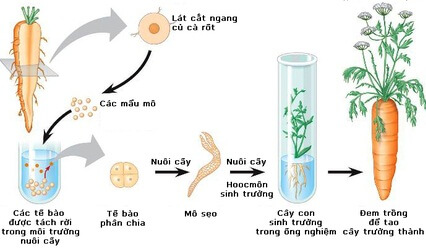 Lý thuyết Sinh 10 Bài 1: Giới thiệu khái quát môn sinh học - Kết nối tri thức