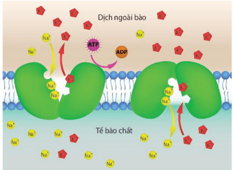 Lý thuyết Sinh 10 Bài 10: Trao đổi chất qua màng tế bào - Kết nối tri thức