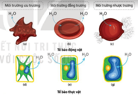 Lý thuyết Sinh 10 Bài 10: Trao đổi chất qua màng tế bào - Kết nối tri thức