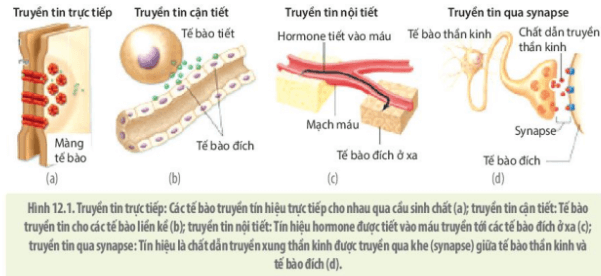 Lý thuyết Sinh 10 Bài 12: Truyền tin tế bào - Kết nối tri thức