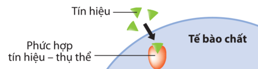 Lý thuyết Sinh 10 Bài 12: Truyền tin tế bào - Kết nối tri thức