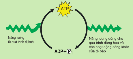 Lý thuyết Sinh 10 Bài 13: Khái quát về chuyển hóa vật chất và năng lượng - Kết nối tri thức